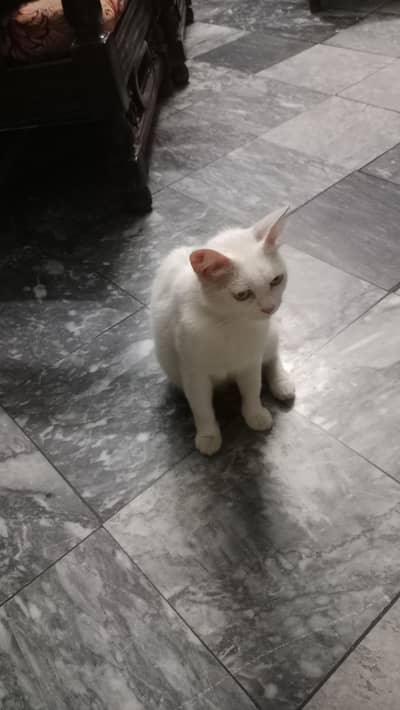cats for sale