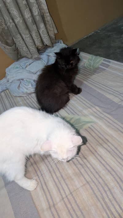 cats male and female