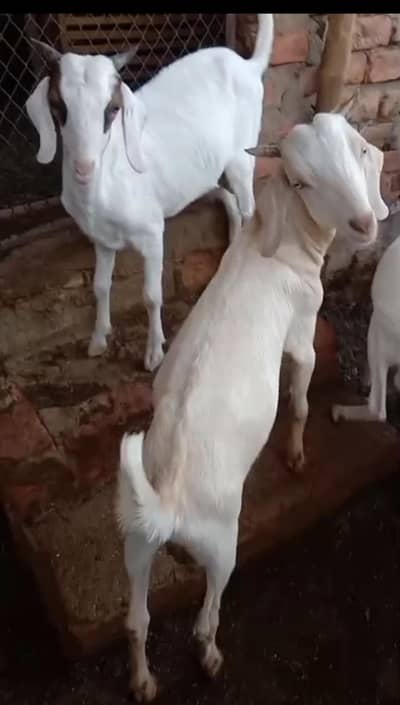 2 Bakree  for sale
