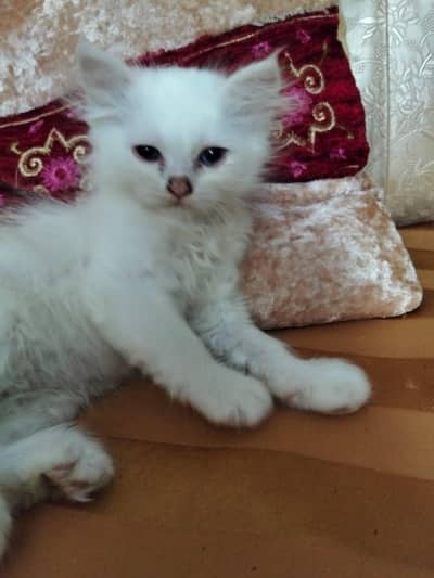 healthy  vaccinated cats for sale