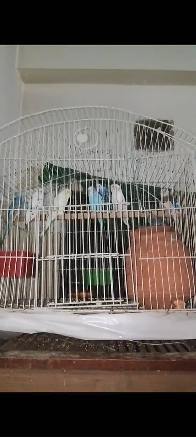 500 budgies/asstrillian/love bird