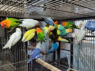 green tame parrot/love bird