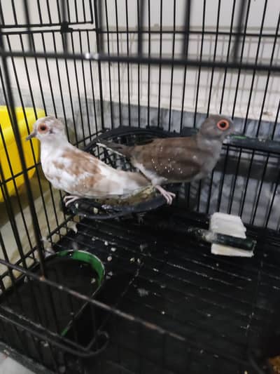 Diamond Dove Pair (without cage)