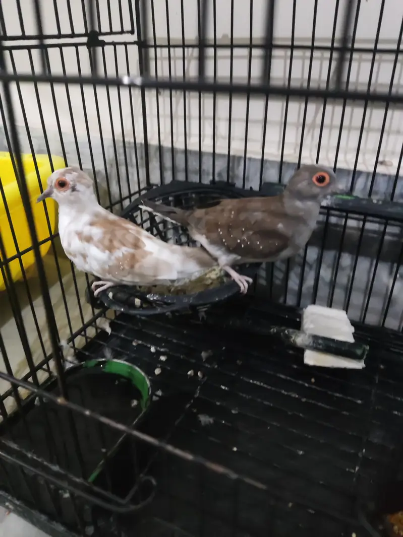Diamond Dove Pair (without cage)