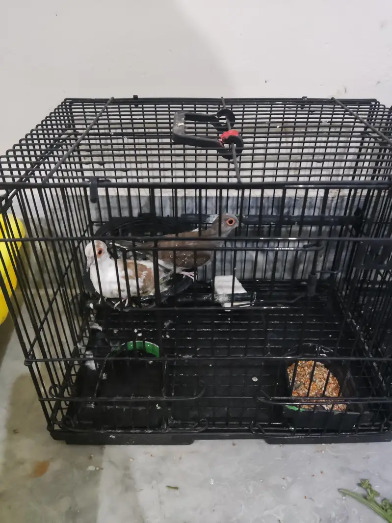 Diamond Dove Pair (without cage) — photo 2