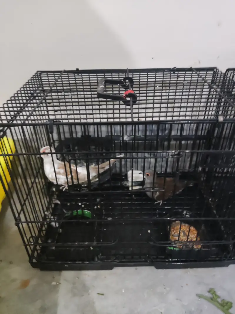 Diamond Dove Pair (without cage) — photo 3