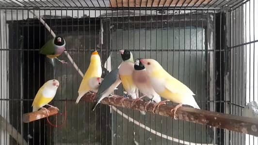 Exibition blue and ino gouldian