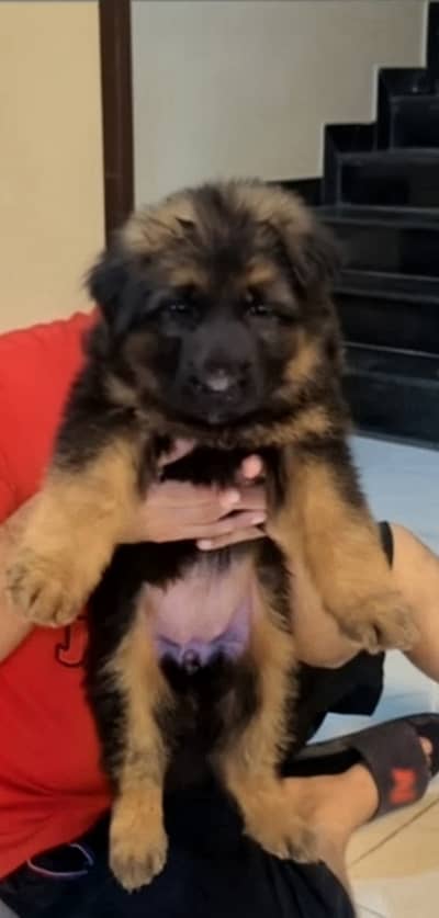 Gsd female pups available