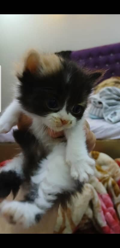 persian kittens for sale