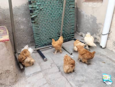Golden Heavy Buff Hens for Sale