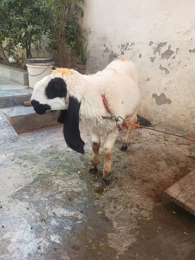 kajli sheep guban