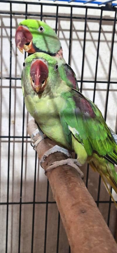 behtreen pair raw green parrot for sale