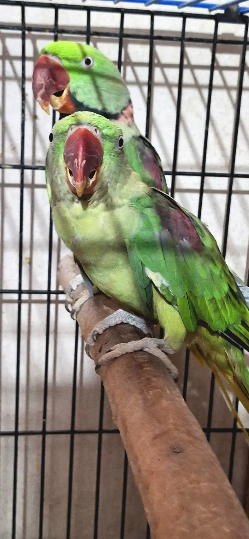 behtreen pair raw green parrot for sale