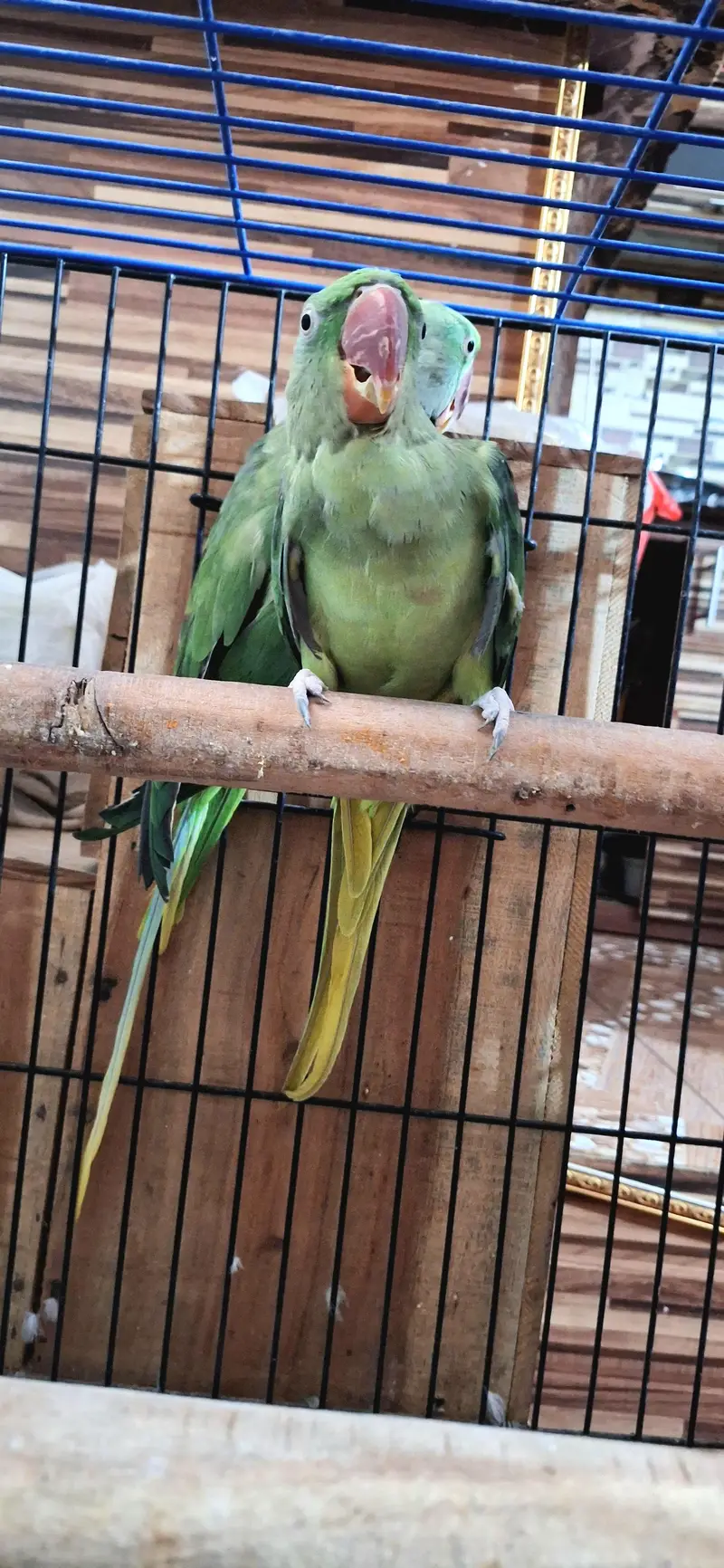 behtreen pair raw green parrot for sale — photo 2