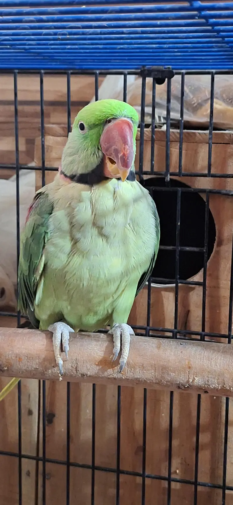 behtreen pair raw green parrot for sale — photo 3