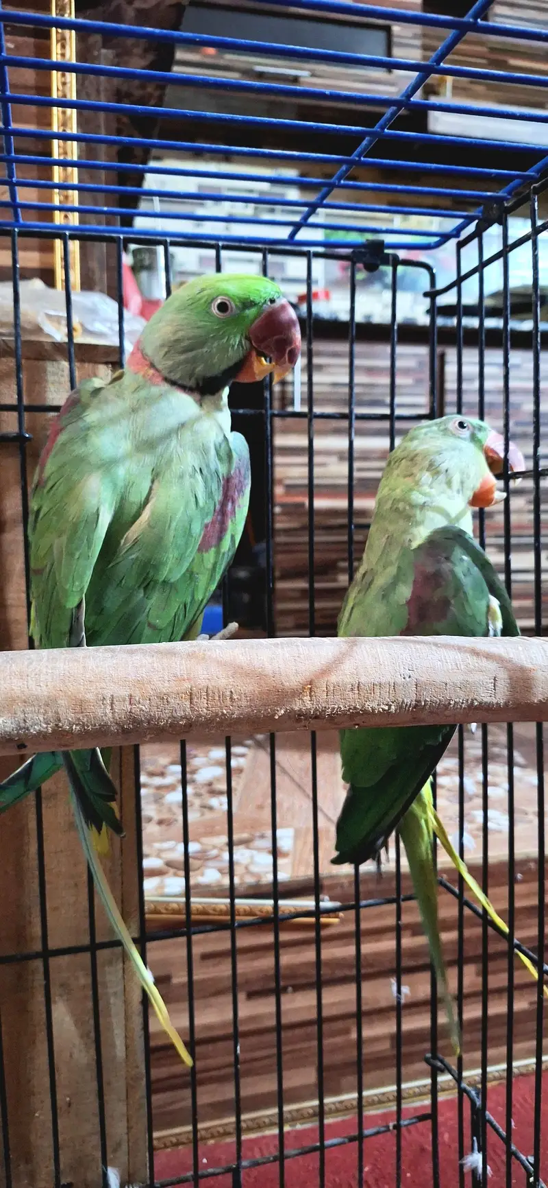 behtreen pair raw green parrot for sale — photo 4