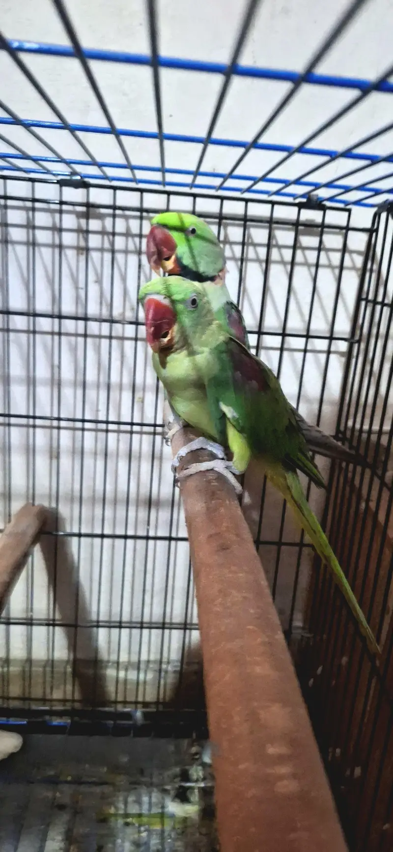 behtreen pair raw green parrot for sale — photo 5