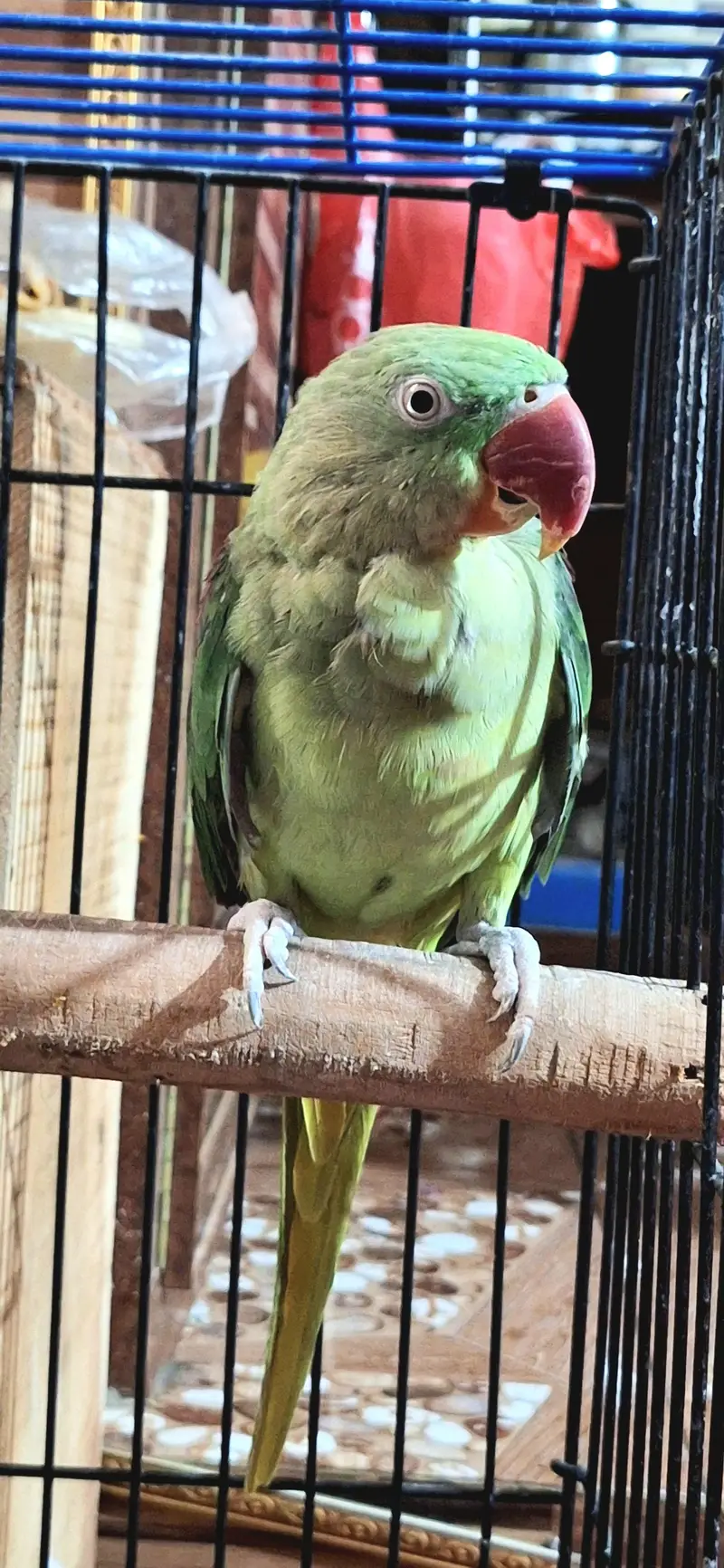 behtreen pair raw green parrot for sale — photo 6