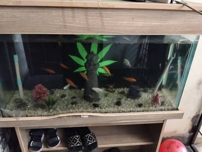 Fish aquarium with fishes