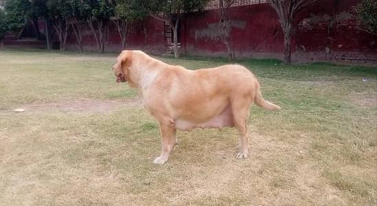 labador confirm bareedar female h 10 11 puppy ka litter dy ti h