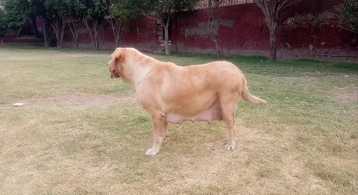 labador confirm bareedar female h 10 11 puppy ka litter dy ti h