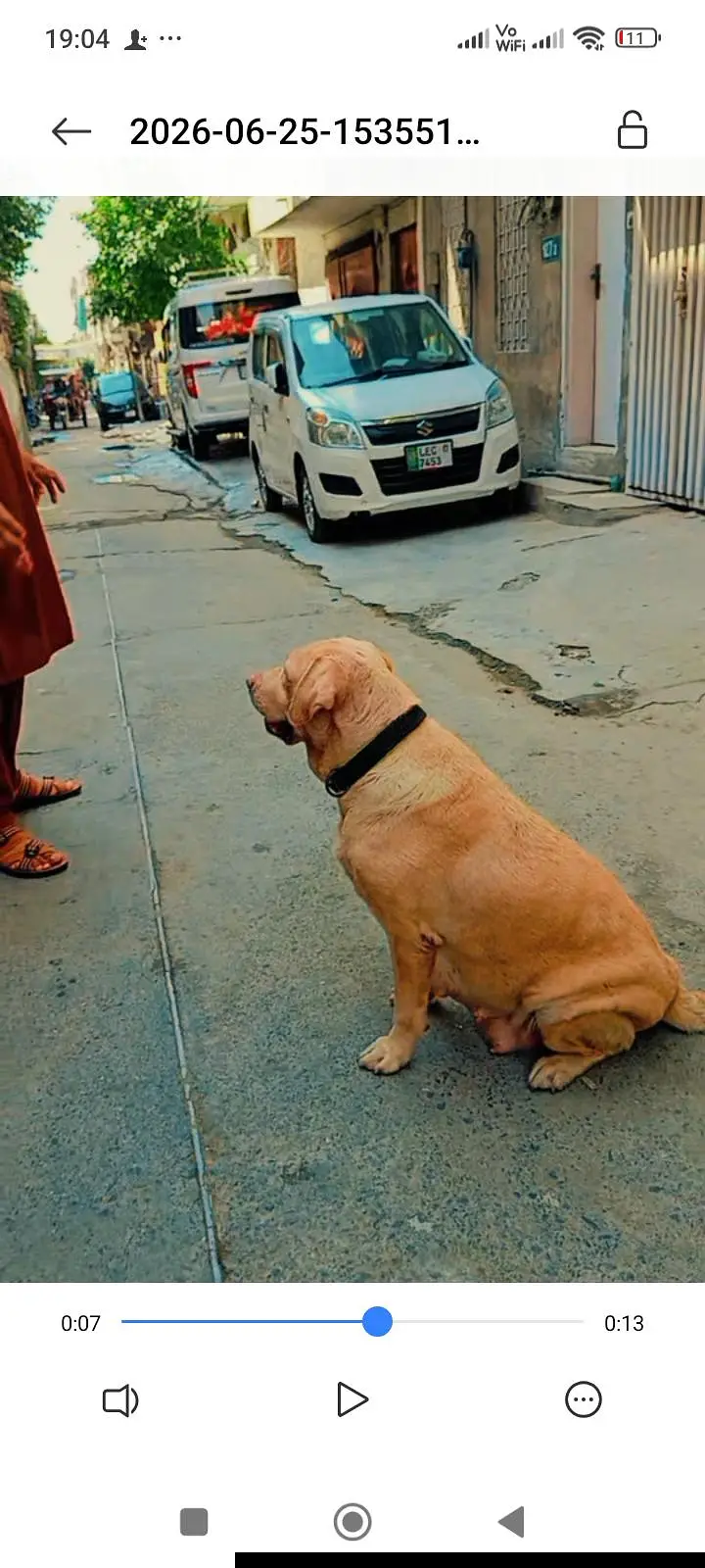 labador confirm bareedar female h 10 11 puppy ka litter dy ti h — photo 2