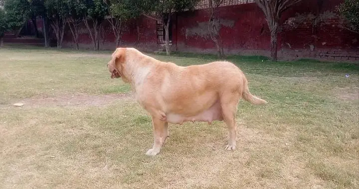 labador confirm bareedar female h 10 11 puppy ka litter dy ti h — photo 3