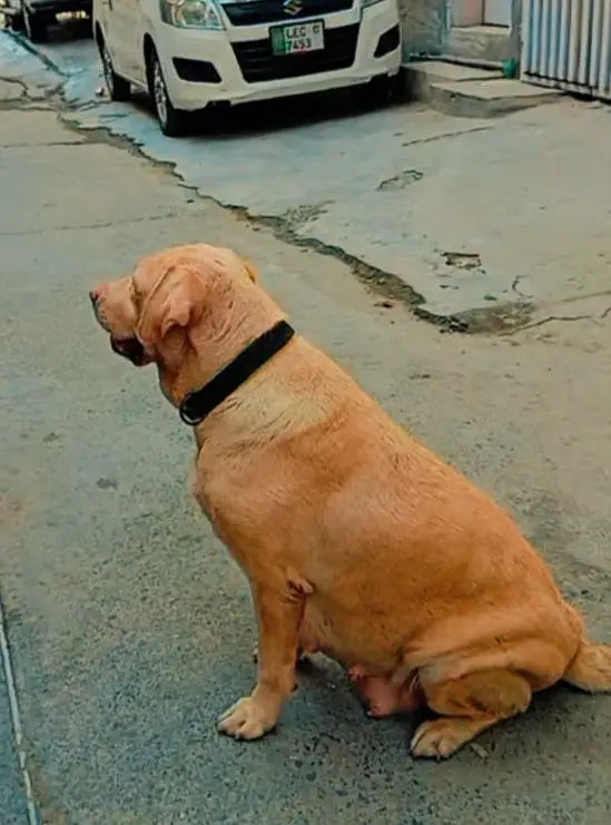 labador confirm bareedar female h 10 11 puppy ka litter dy ti h — photo 4