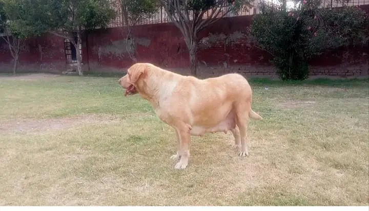 labador confirm bareedar female h 10 11 puppy ka litter dy ti h — photo 5