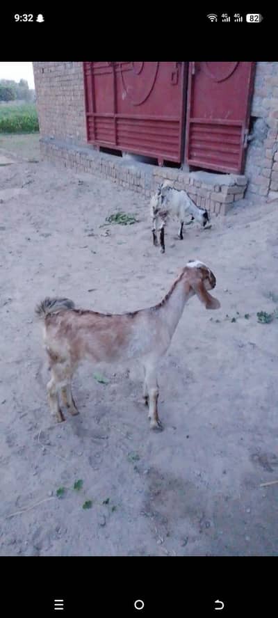 Bakra or bkri for sale in bhawalpur Mashallah healthy han