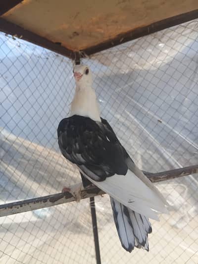 fancy pigeon for sale