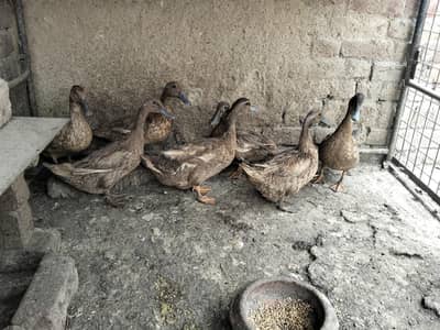 Duck /khaki Campbell/batakh