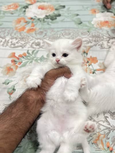 Kittens For Sale
