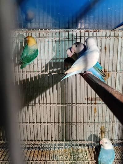 love birds for sale