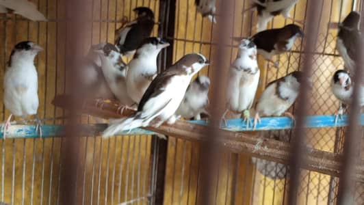 Banglise full pairs SUB AIK SATH DANAY HAIN