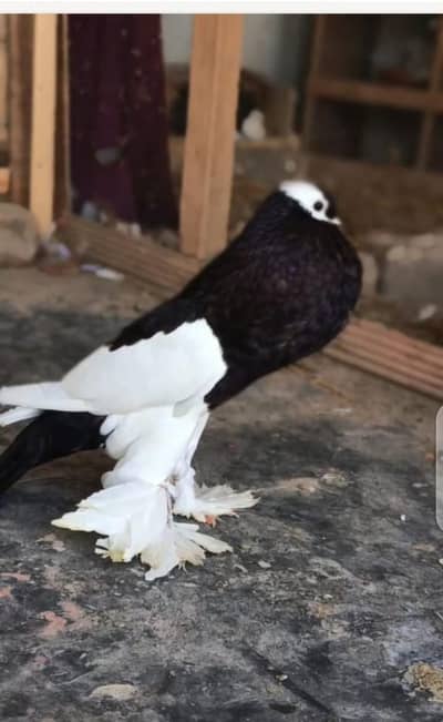 fancy pigeon for sale