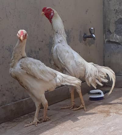 shamo pair
