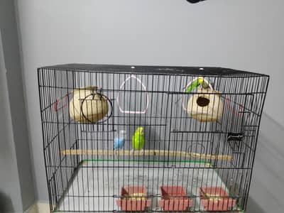beautiful budgies