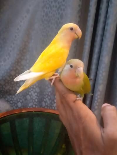 Lovebird tamed pair available