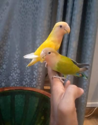 Lovebird tamed pair available