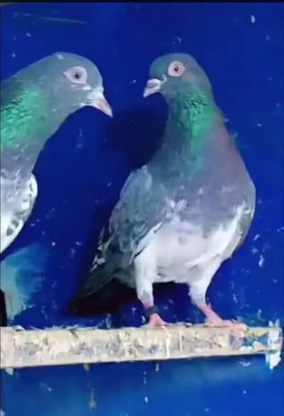 3 breeder pair watsapp pa video mil jia gi 03/29/46/64/5/32