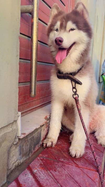 Husky