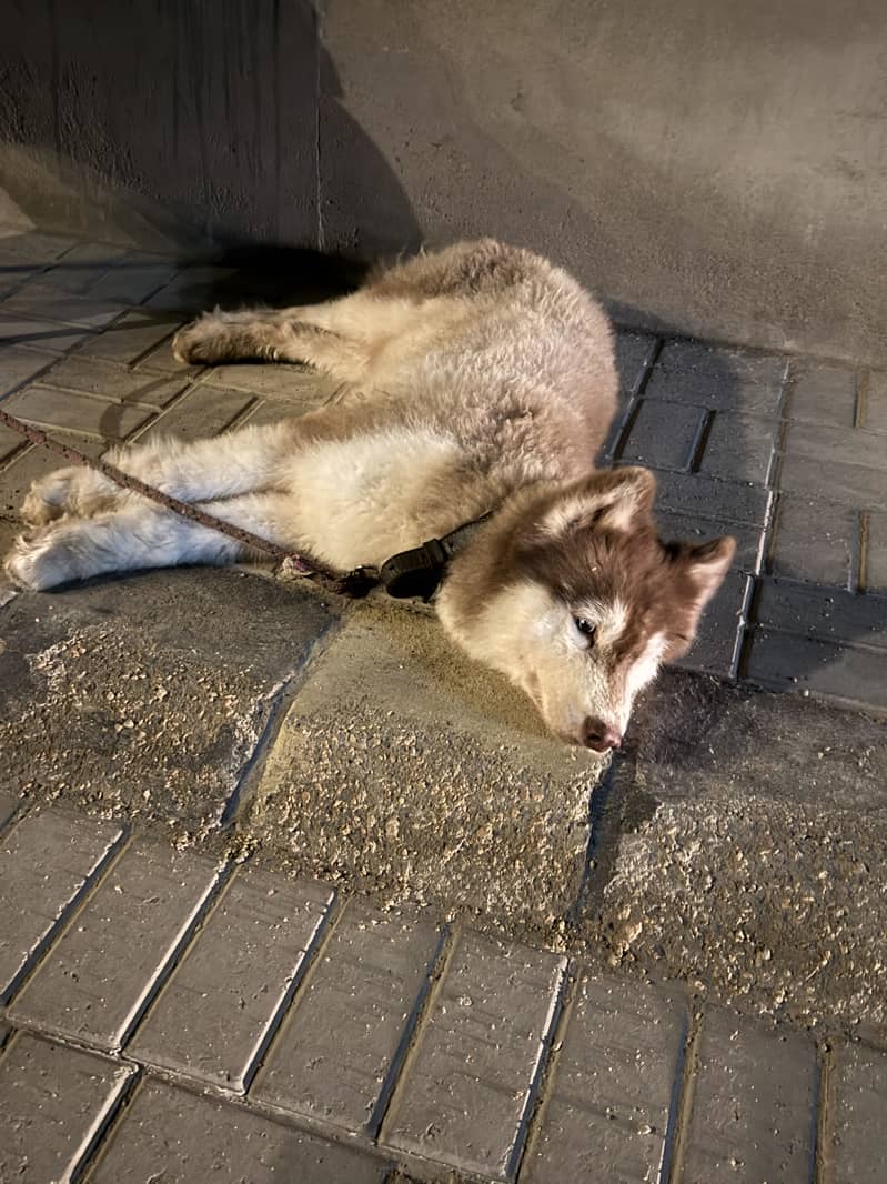 Husky 1
