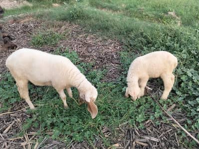 Sheep and her baby