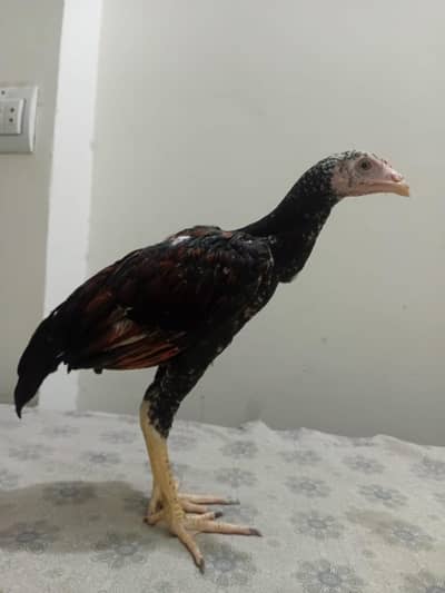 2 male 1 female aseel chicks mianwali