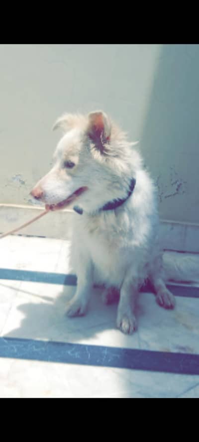 Russian pregnant female for sale