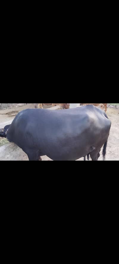 Original Nilii Buffalo Full Black