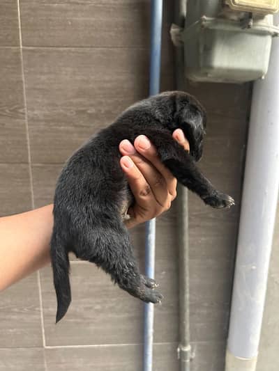 labra puppies