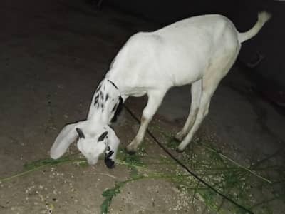 4 month goats jori