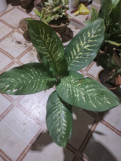 good and  healthy plants
